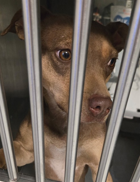 Adoptable Dog