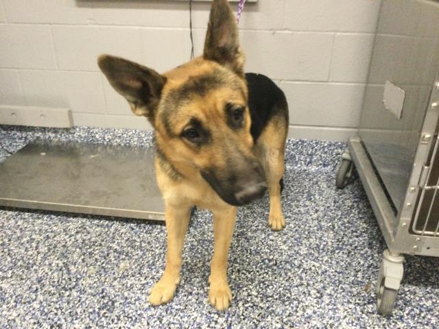 Adoptable Dog