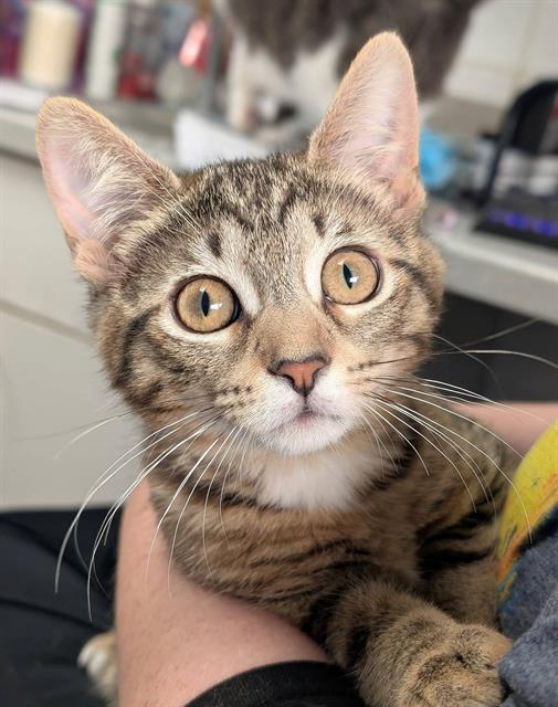 Tigerlily