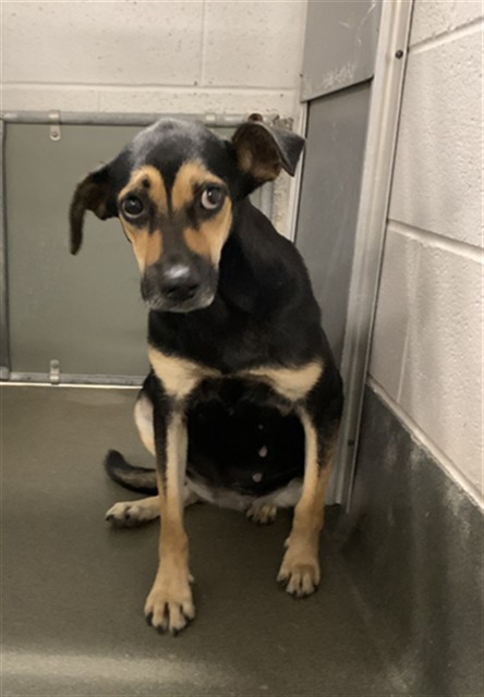 Adoptable Dog