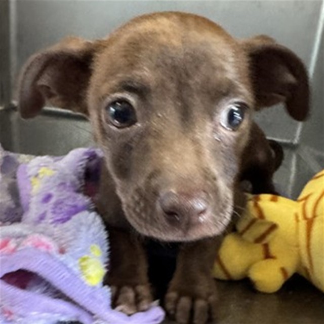 Adoptable Dog