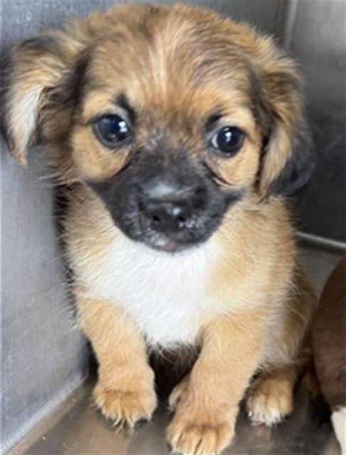 Adoptable Dog