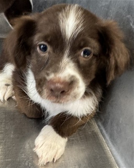 Adoptable Dog