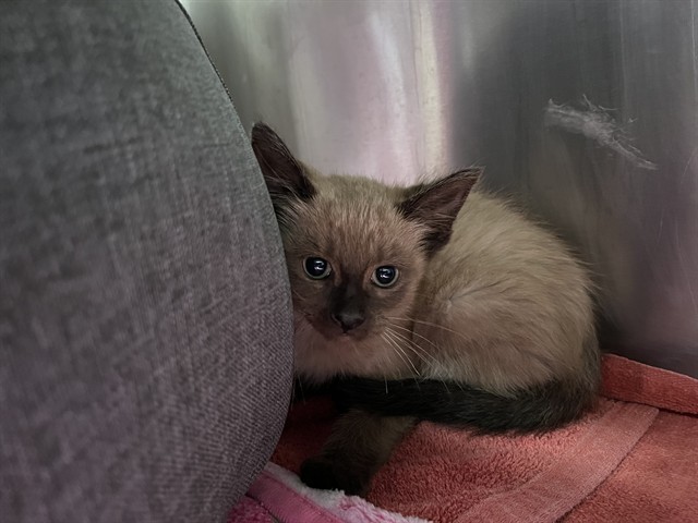 Adoptable Cat