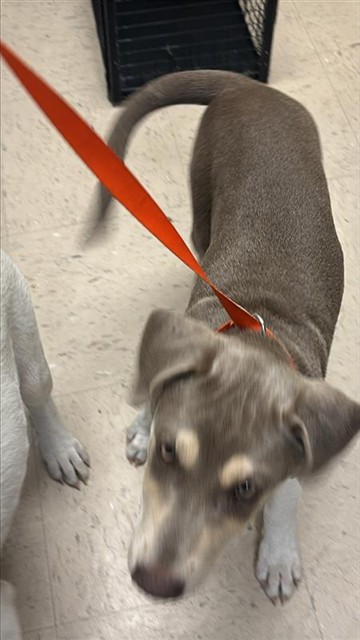 Adoptable Dog