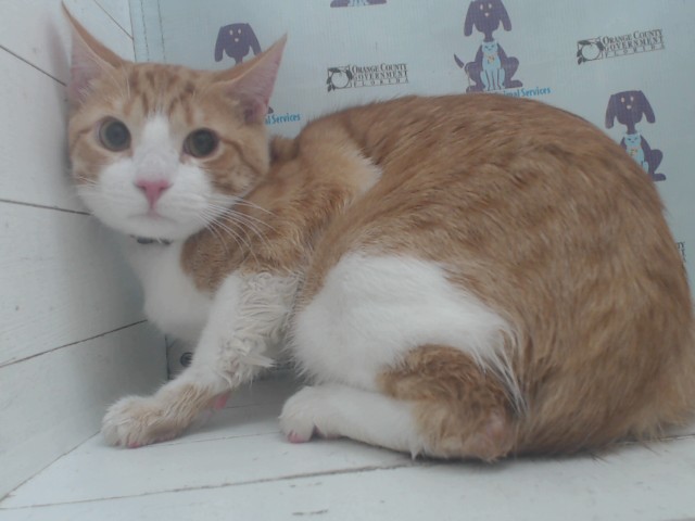 Pichuti Texis