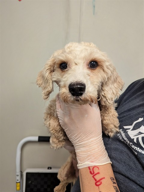 Lilly - Adoption Pending
