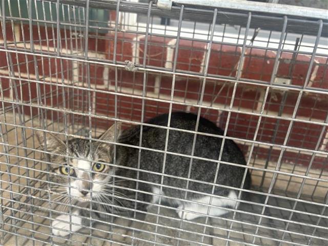 Adoptable Cat