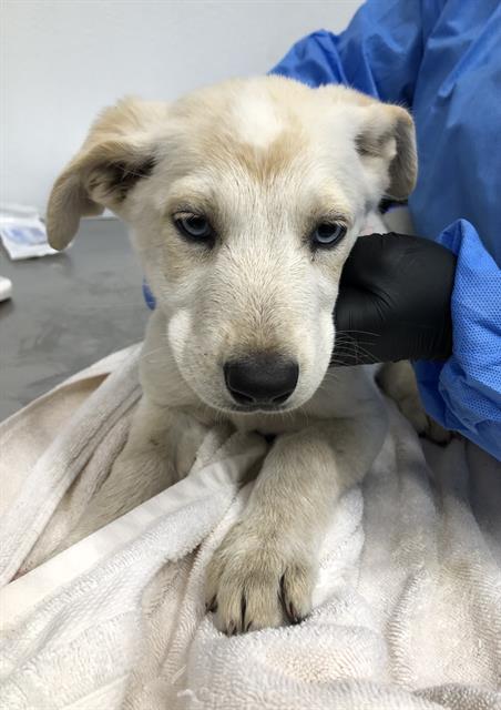 Adoptable Dog