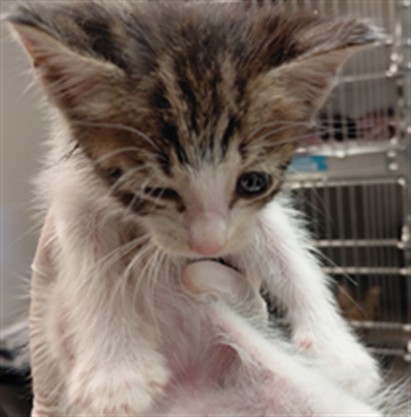 Adoptable Cat