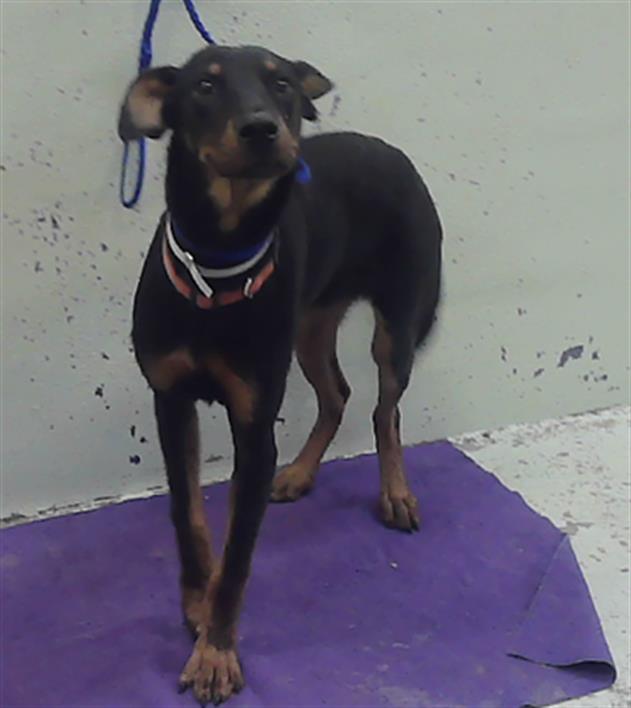Adoptable Dog