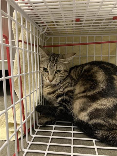 Adoptable Cat