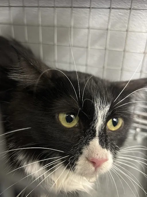 *Luna