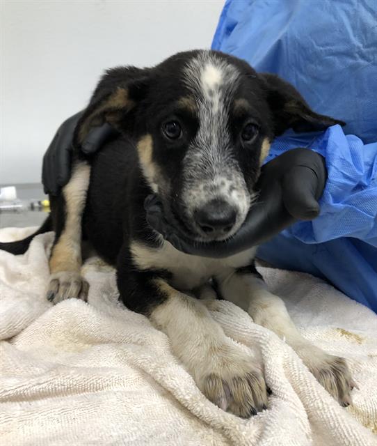 Adoptable Dog