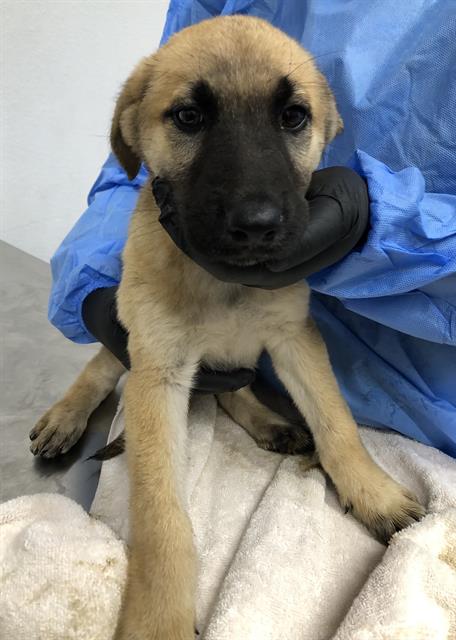 Adoptable Dog
