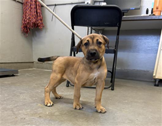 Adoptable Dog