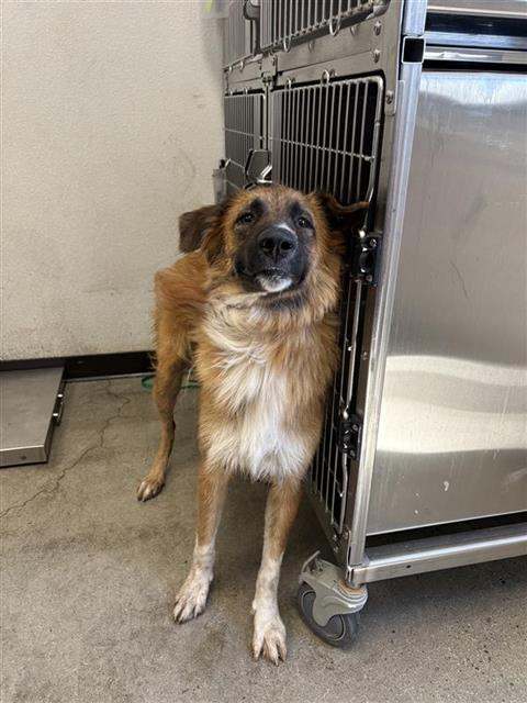 Adoptable Dog