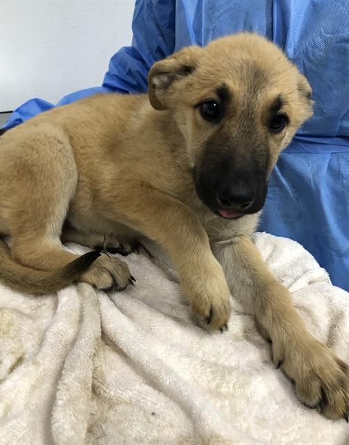 Adoptable Dog
