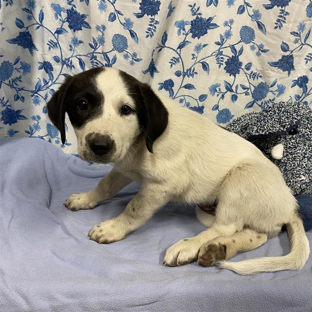 Adoptable Dog