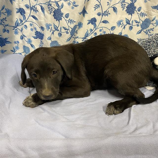 Adoptable Dog