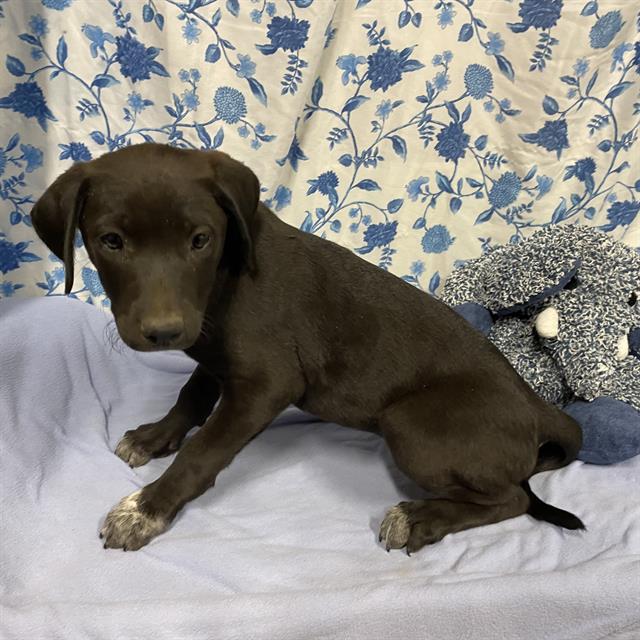 Adoptable Dog