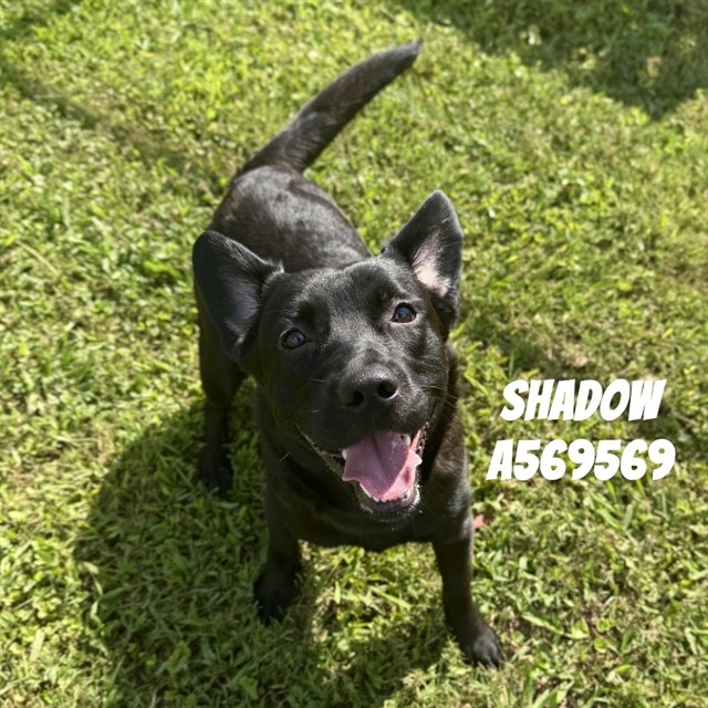 Shadow