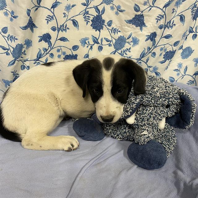 Adoptable Dog