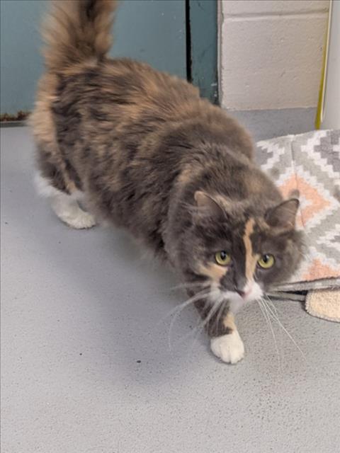 Adoptable Cat