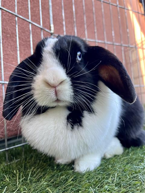 Oreo