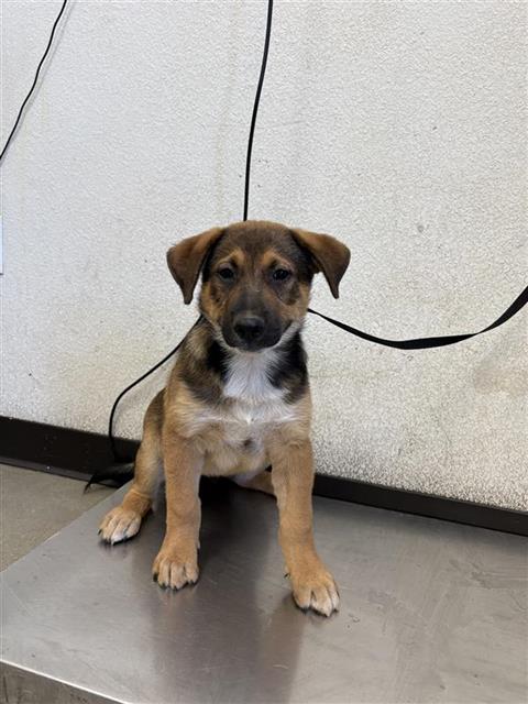 Adoptable Dog