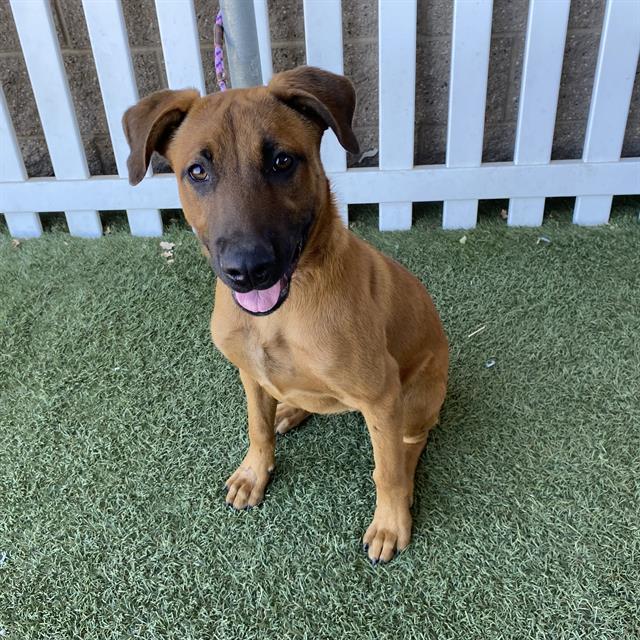 Adoptable Dog