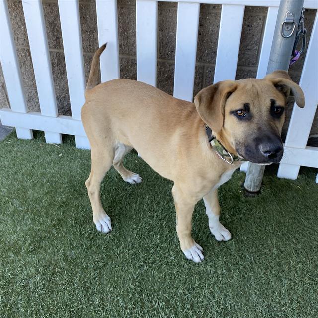 Adoptable Dog