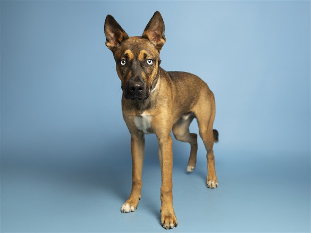 Bruno