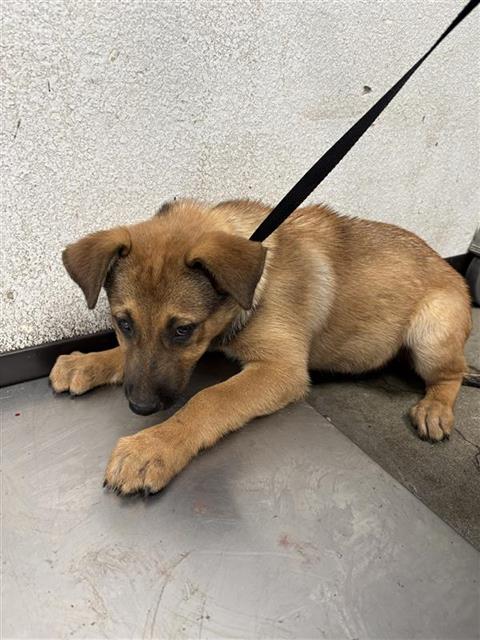 Adoptable Dog
