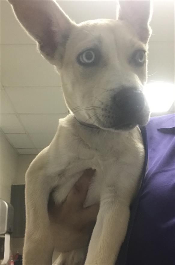 Adoptable Dog