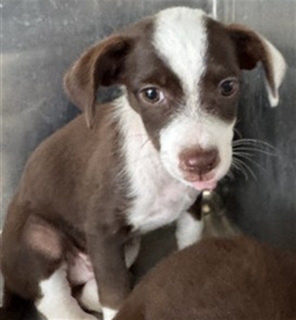 Adoptable Dog