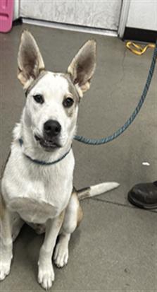 Adoptable Dog
