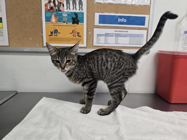 Adoptable Cat