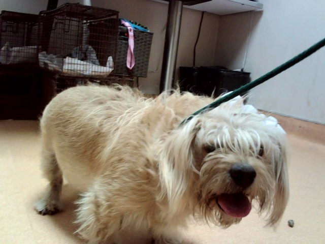 Adoptable Dog
