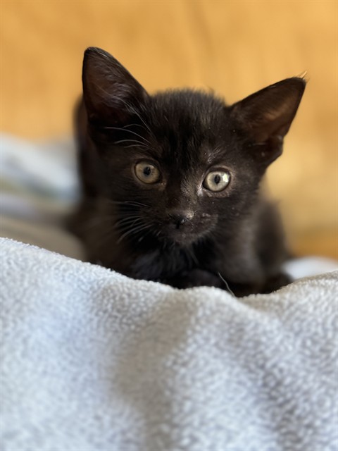 Hazel
