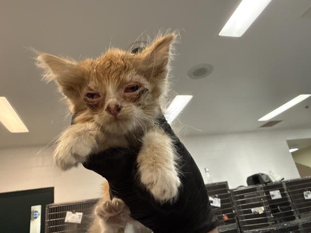 Adoptable Cat