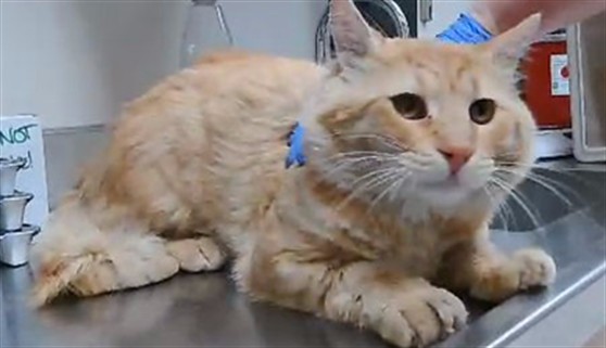 Adoptable Cat