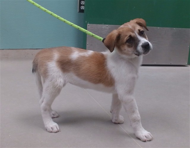 Adoptable Dog