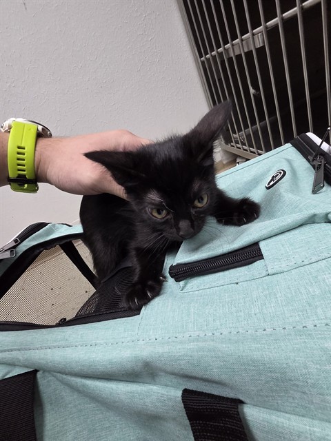 Stray Hold