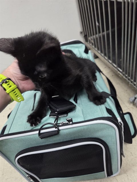 Stray Hold