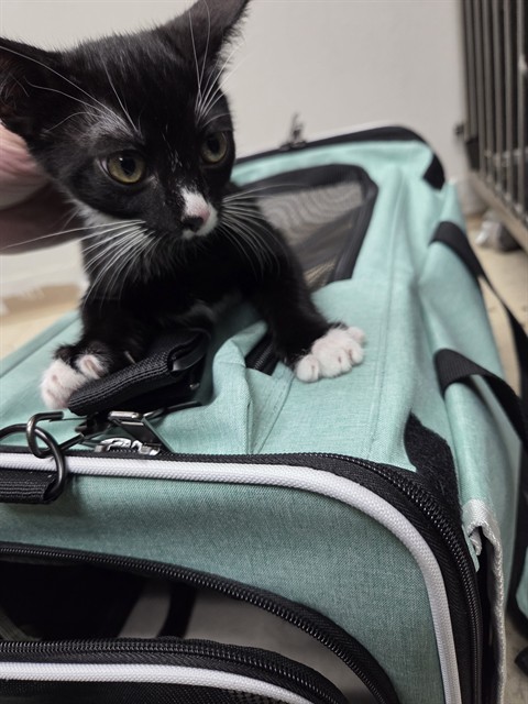 Stray Hold