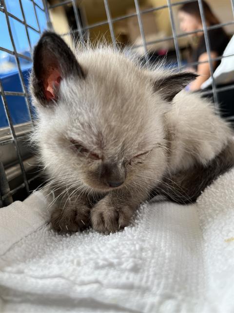 Adoptable Cat