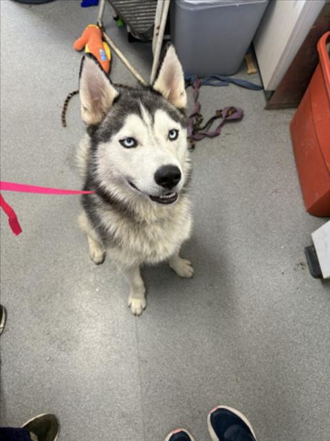 Adoptable Dog