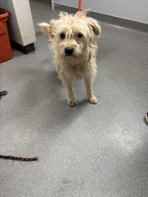 Adoptable Dog