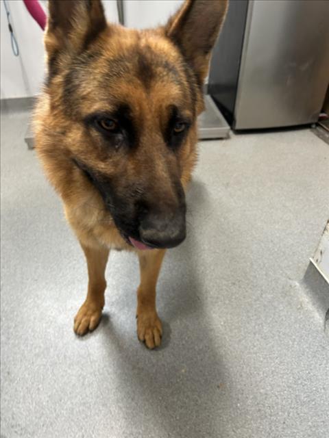 Adoptable Dog